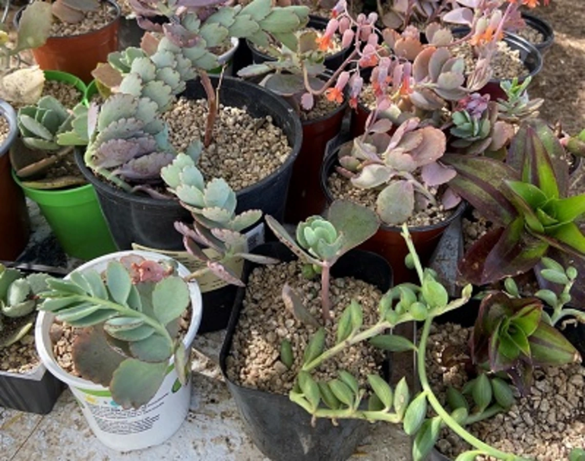 2024 Maricopa County Plant Sale