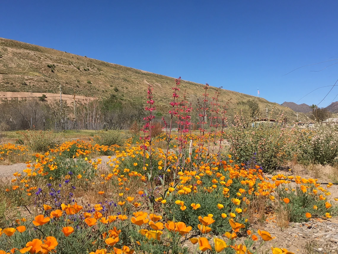 FMI Pollinator Garden in Miami, AZ. Photo Credit: FMI