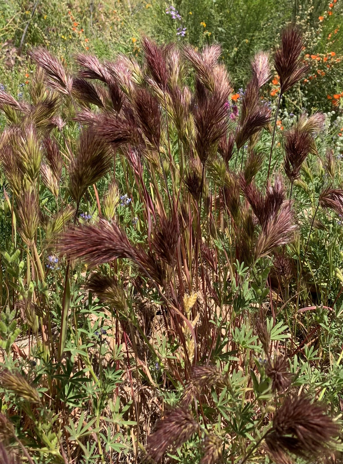 Red brome in Tonto Basin. Photo credit: Becky Settje