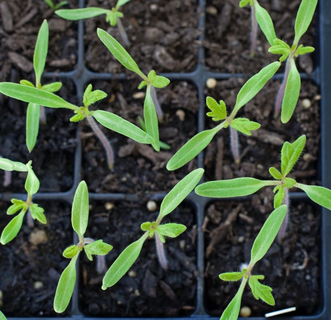 Vegetable seedlings. Photo credit: Rich Johnson Vegetable seedlings. Photo credit: Rich Johnson