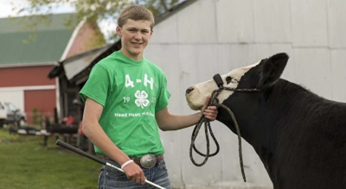 4-H member showing beef cattle