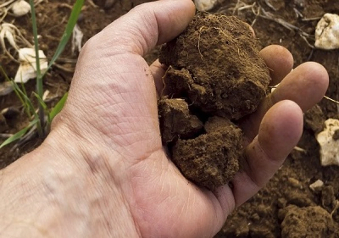 Soil in Hand