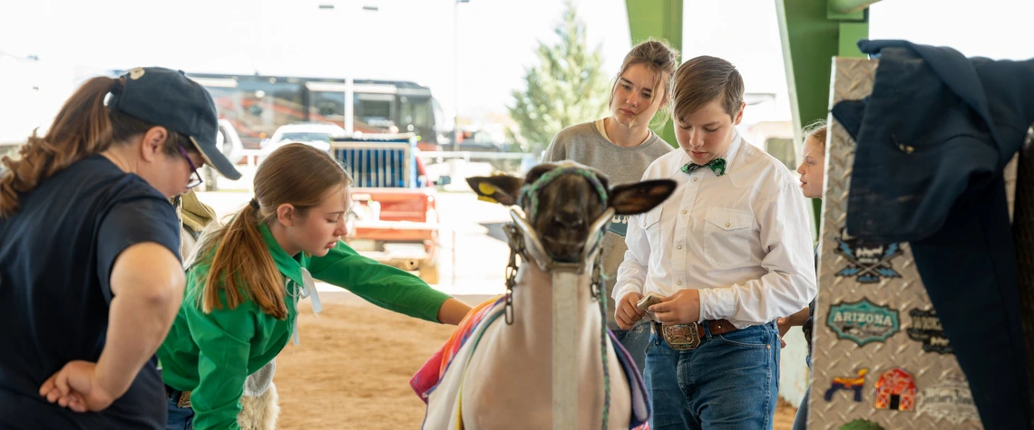 4-h sheep grooming at stock show