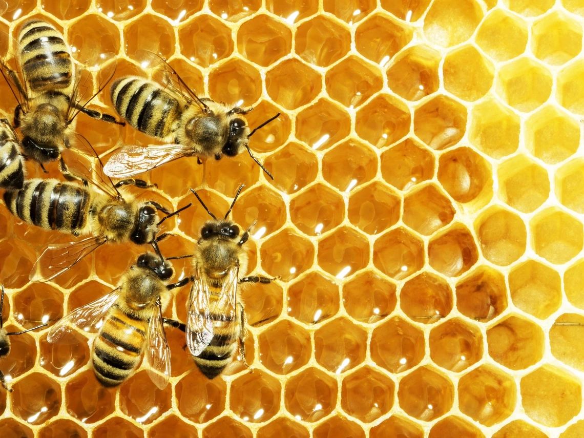 P{hoto of bees on a honeycomb