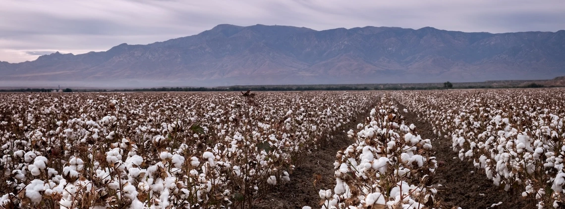 Rows of cotton plants in arid landscape with mountain in the background