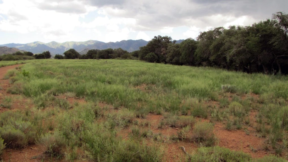 Field with Lehmann Lovegrass