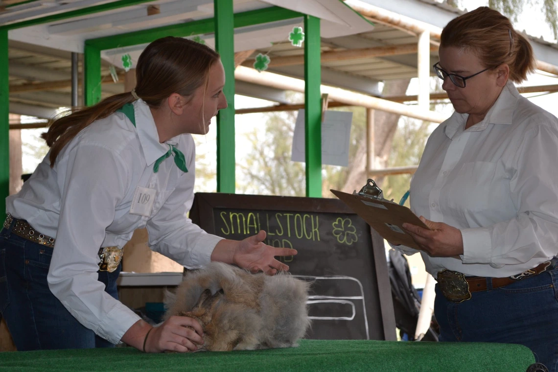 4-H youth showing rabbit to judge