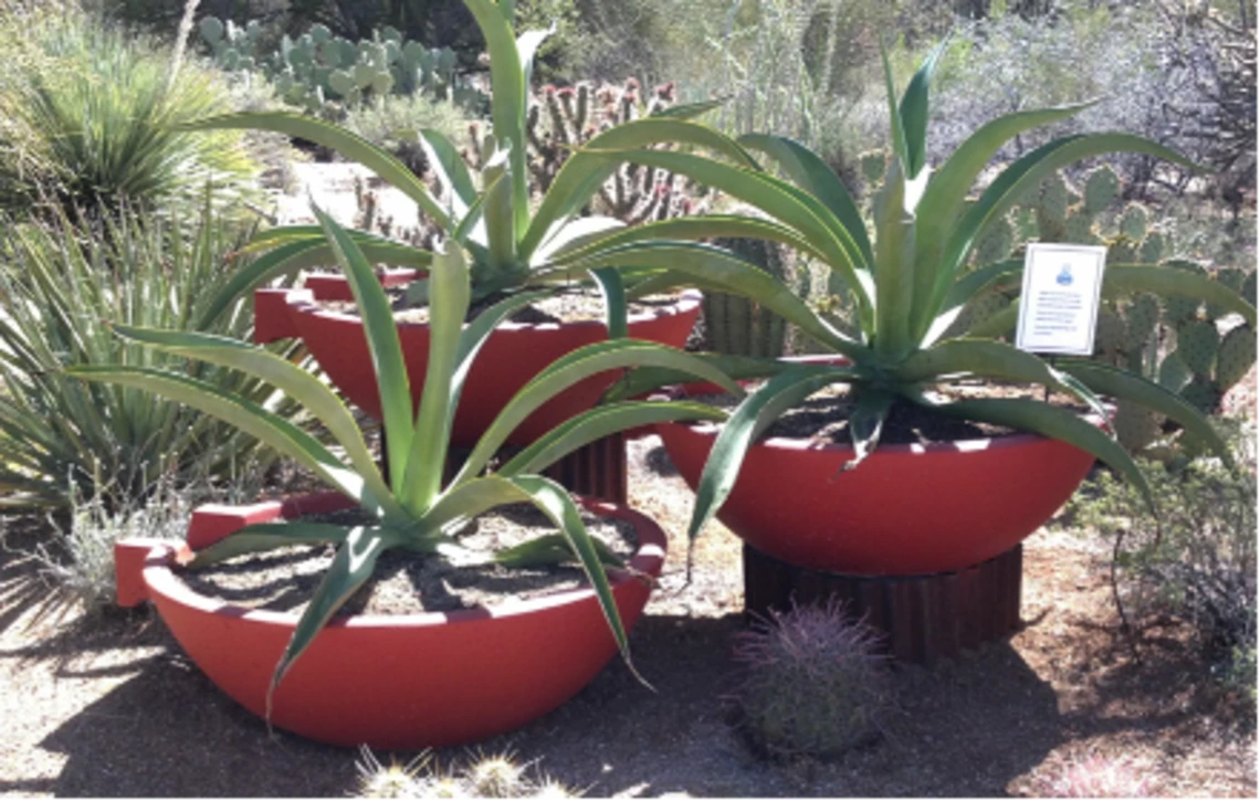 Container Gardening