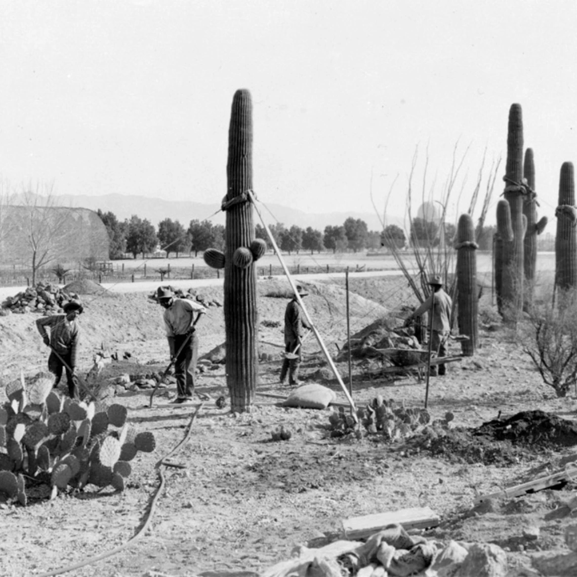 historical photo of planting large cactuses