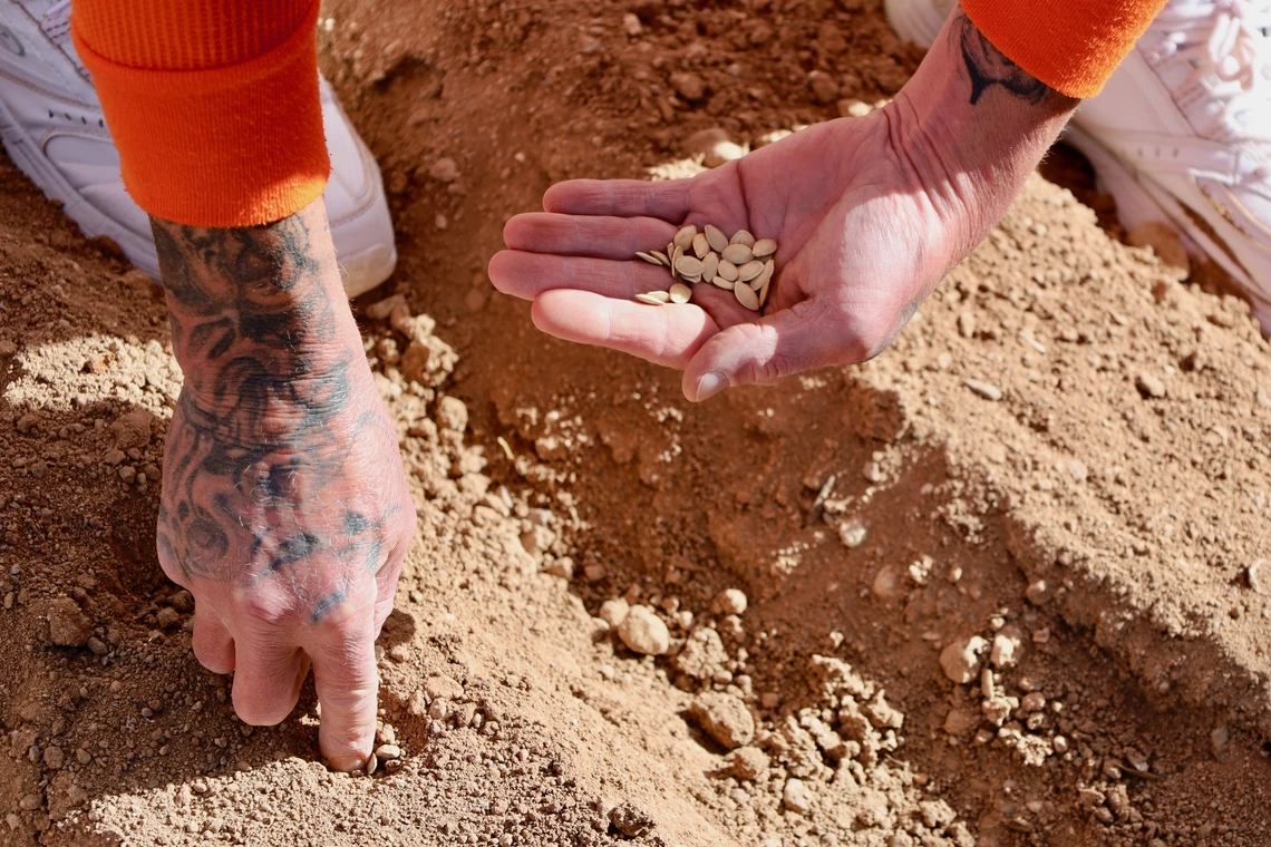 planting seeds by hand in desert soil