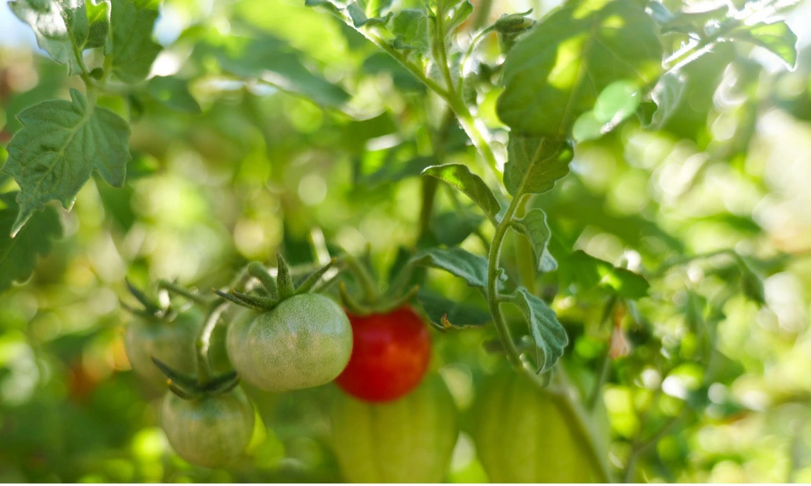 Growing Tomatoes