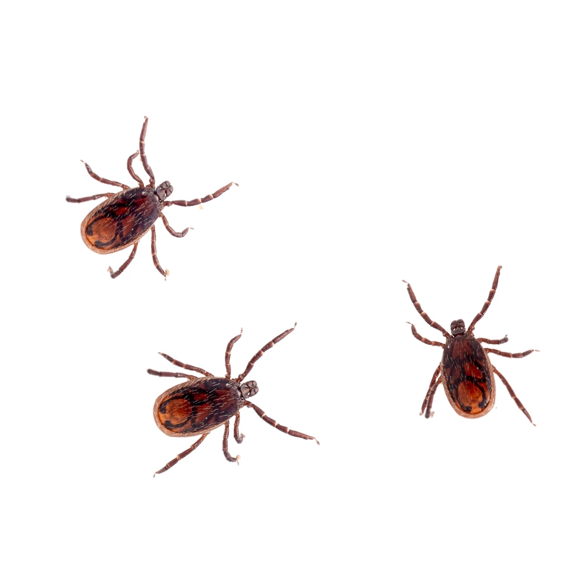 group of brown dog ticks