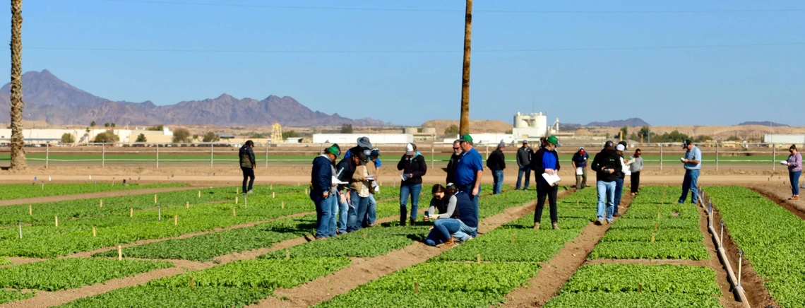 Photo of a lettuce field