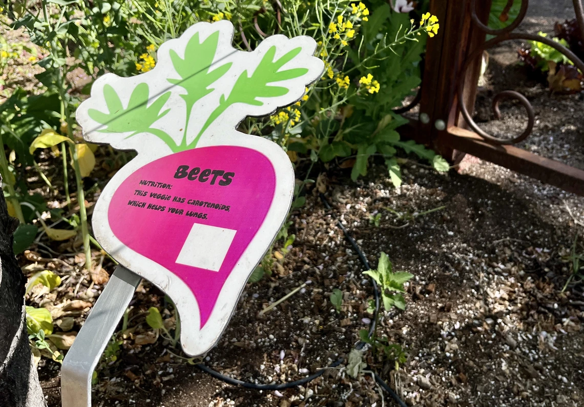 Photo of a garden