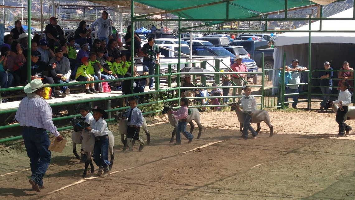 navajo nation 4-H showing sheep