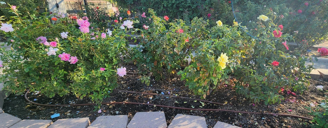 Pima County Rose Garden Bushes