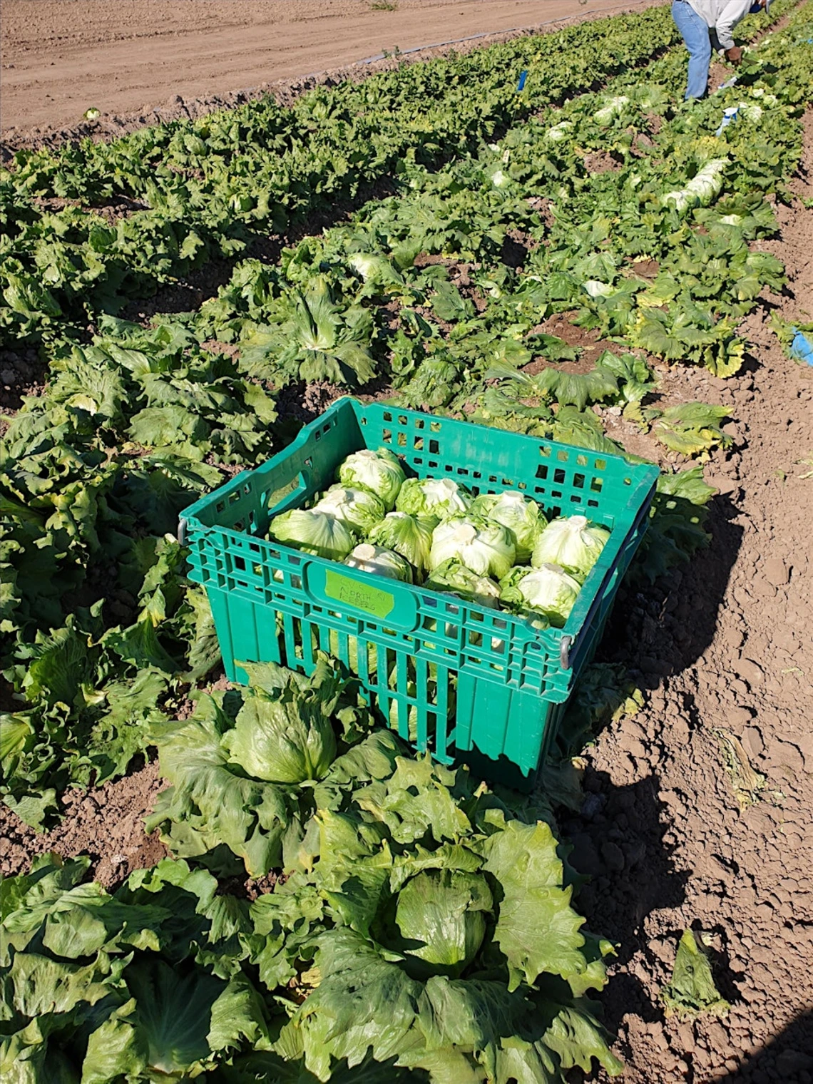 Photo of a box of lettuce