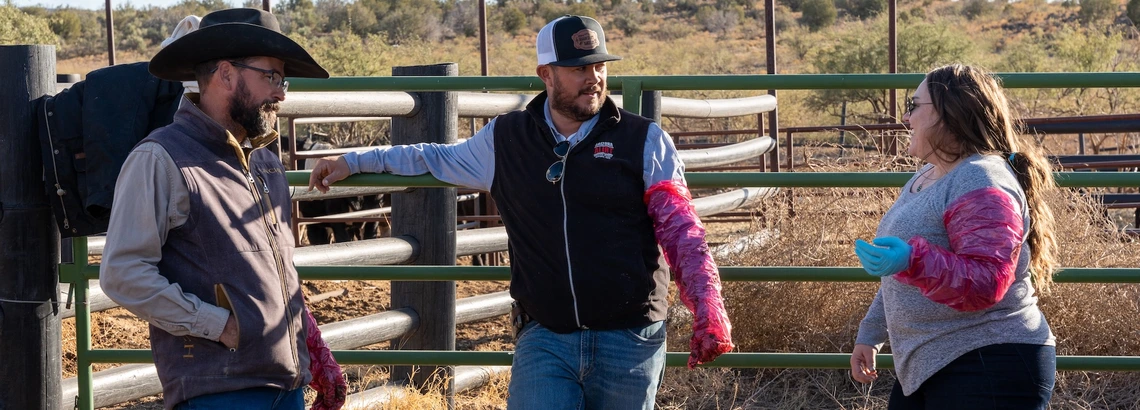 Photo of people wearing gloves for cattle artificial insemination
