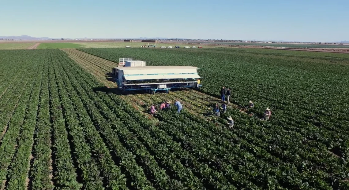 workers picking vegetables in large field