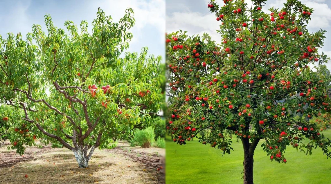 Fruit Trees