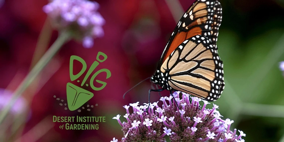 Attracting wildlife Desert Institute of Gardening - Maricopa County
