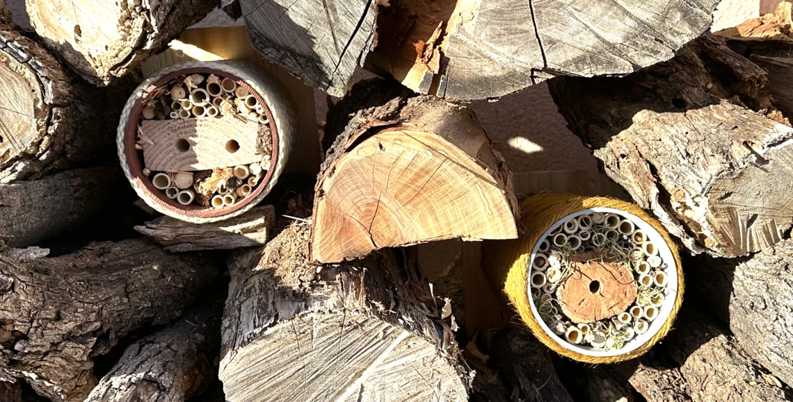 Example of a solitary bee home
