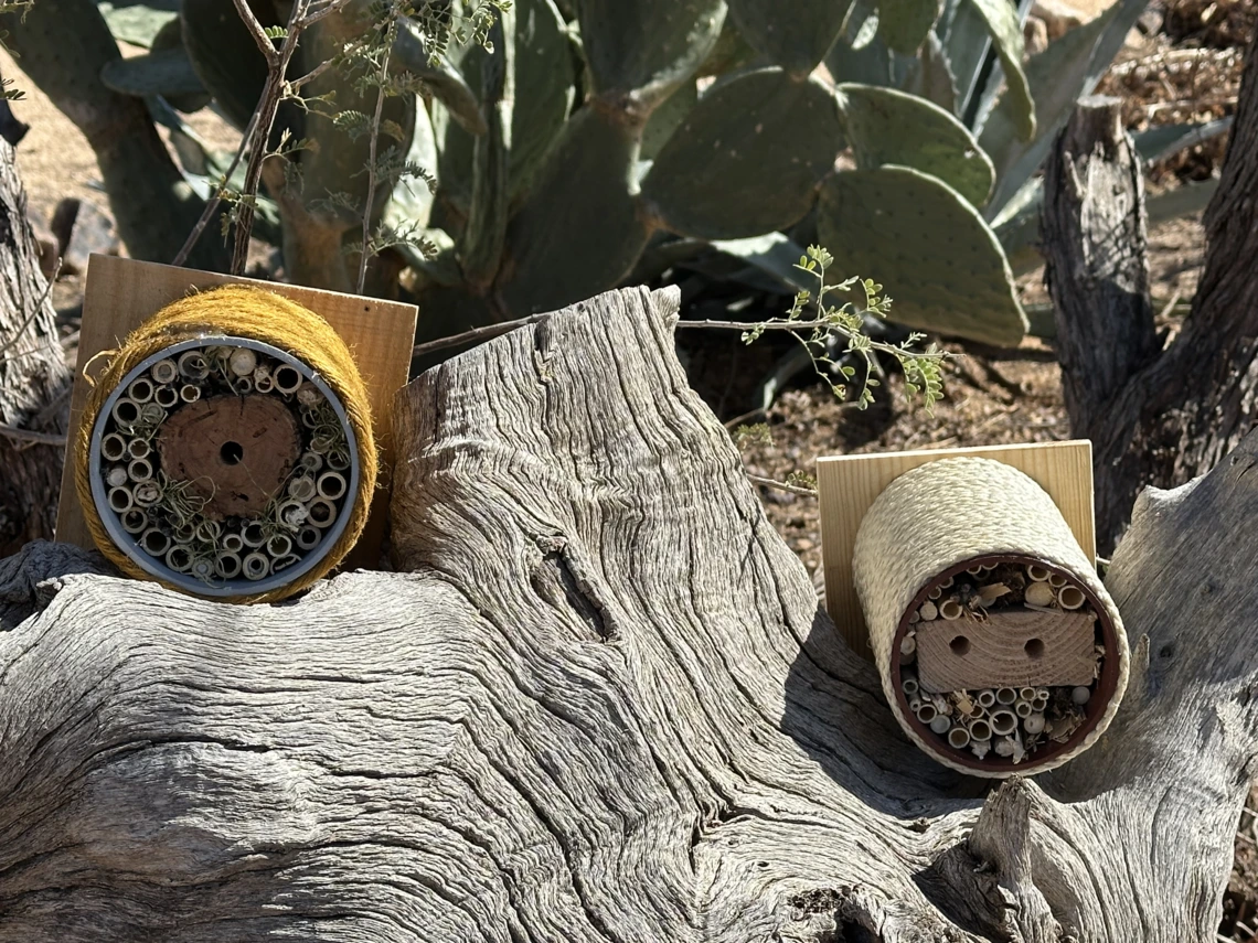 An example of a solitary bee home