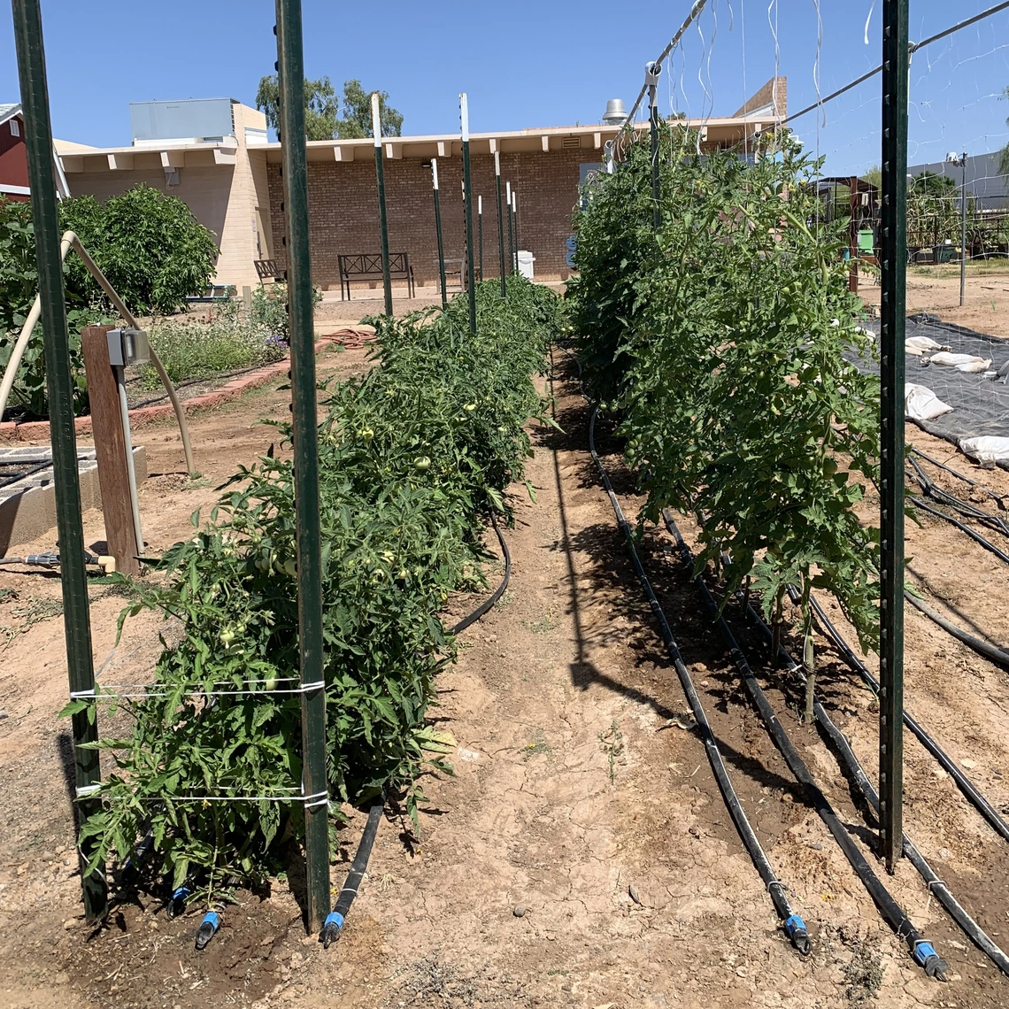 Florida weave tomatoes and string trellis tomatoes