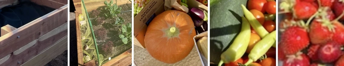 Veggie gardening