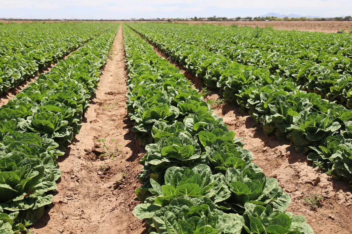 Photo of a lettuce field