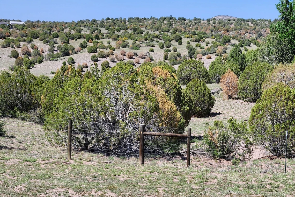 Photo of dying trees near Prescott