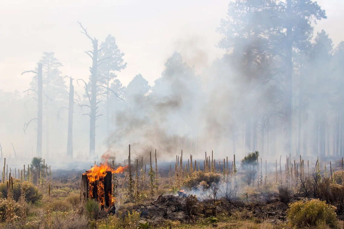 Smoldering tree stumps smoking in forest after fire