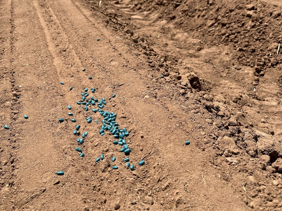 Photo of soil at Maricopa Agricultural Center