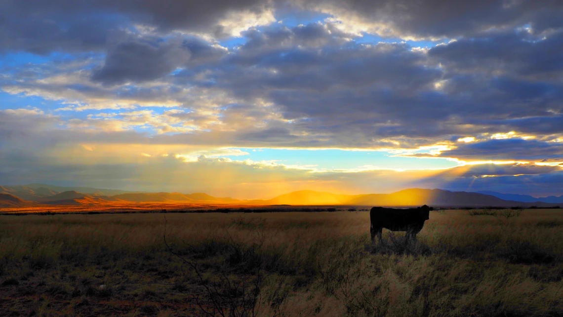 Photo of a cow in a pasture