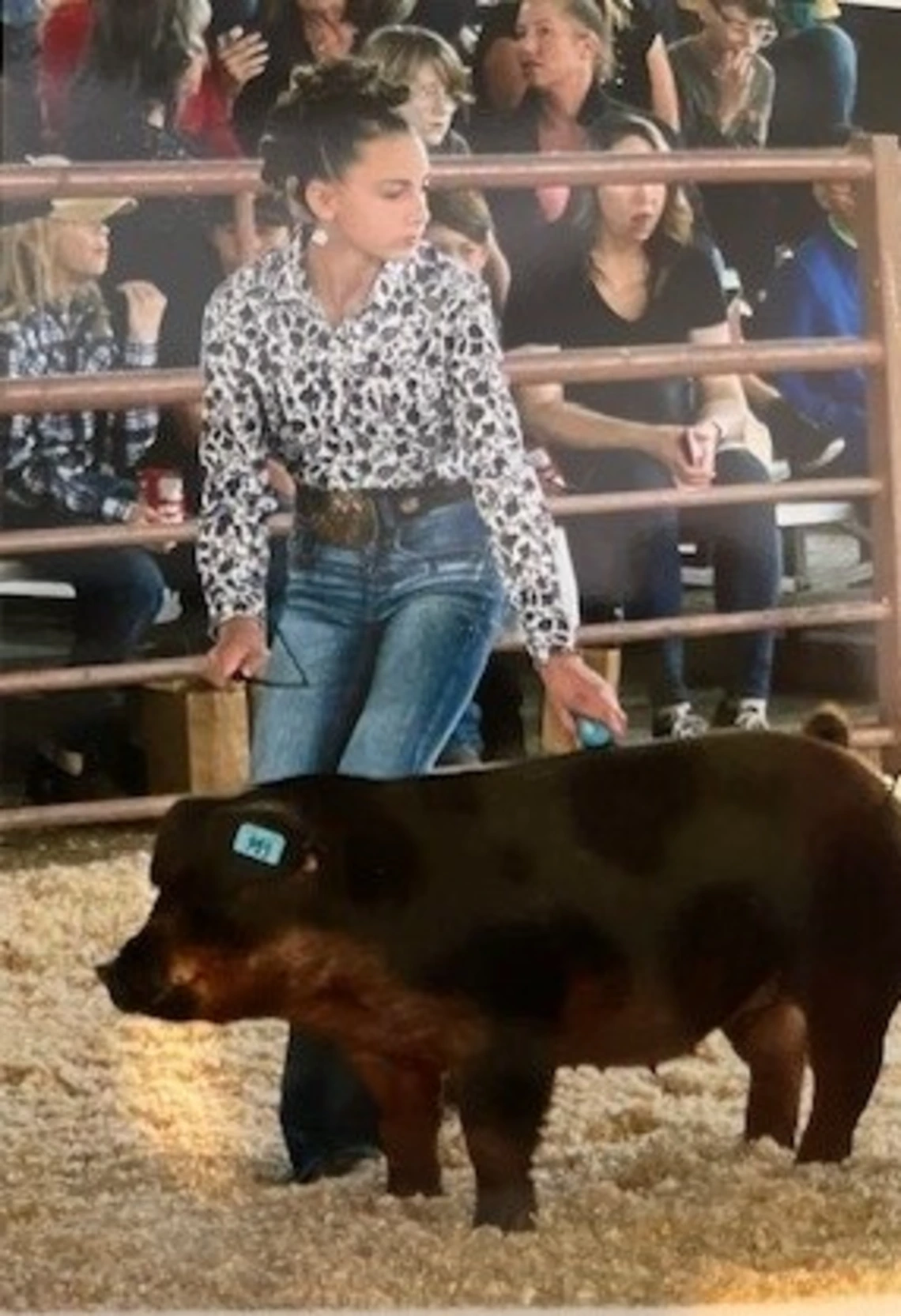4-H member showing pig in fair ring with crowd watching