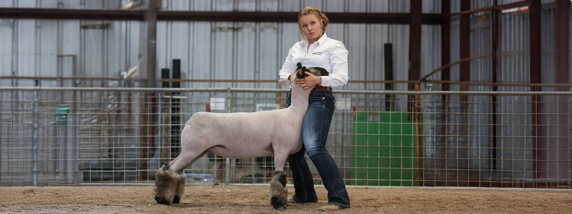 greenlee county 4-H member showing lamb in indoor show ring