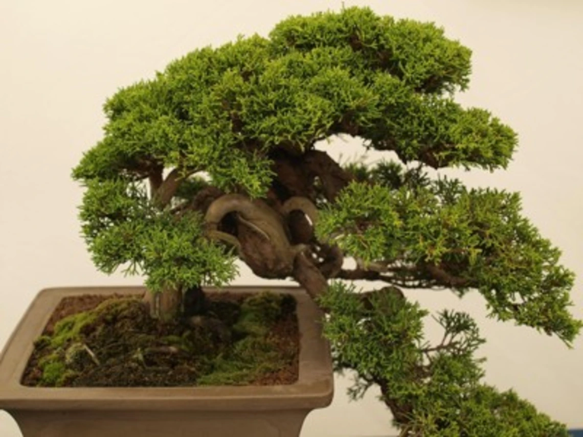 Bonsai Plant