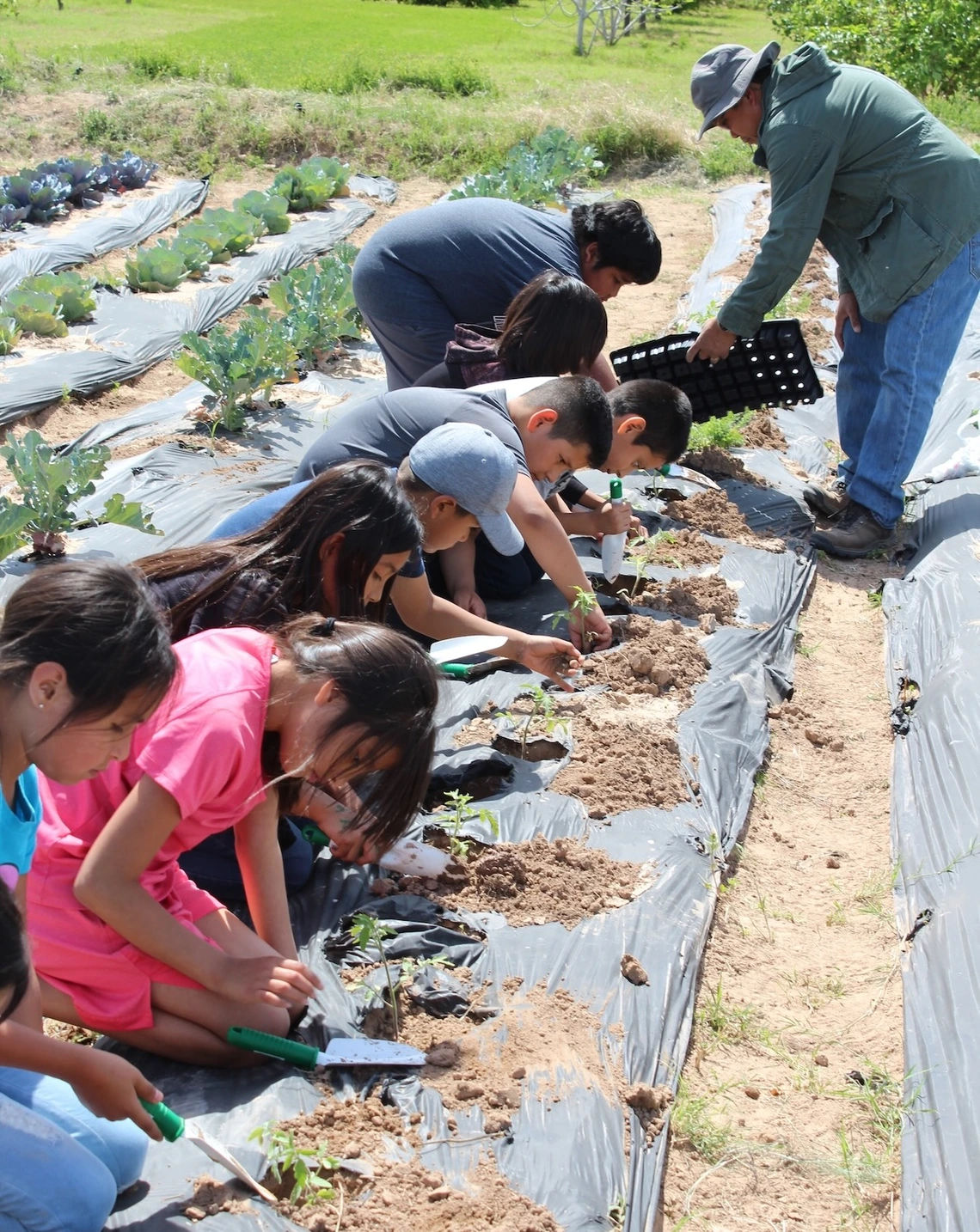 Photo of people working in a vegetable garden