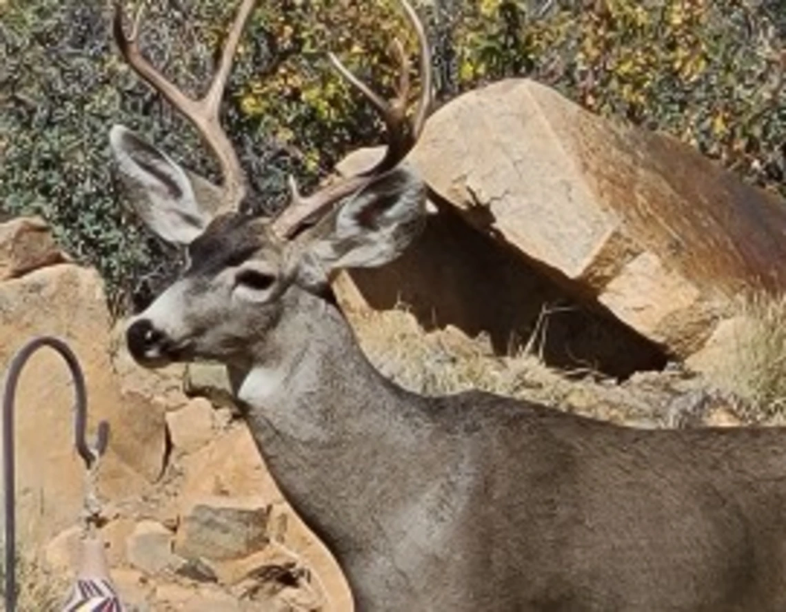Deer