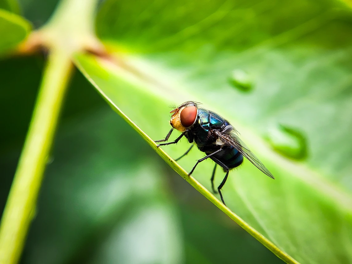 small fly on leaf with orange eyes and green back new world screwworm