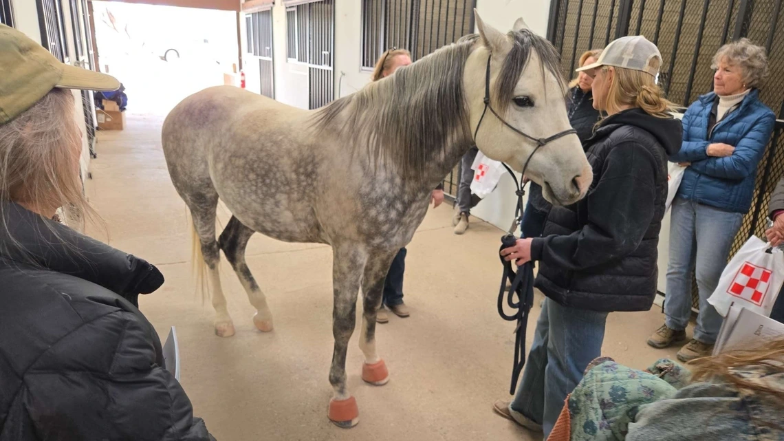 Horse standing in barn with group of people