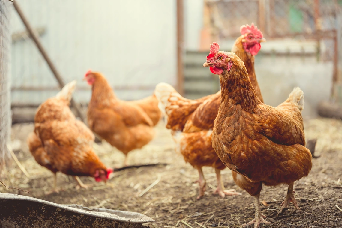 Light brown colored chickens