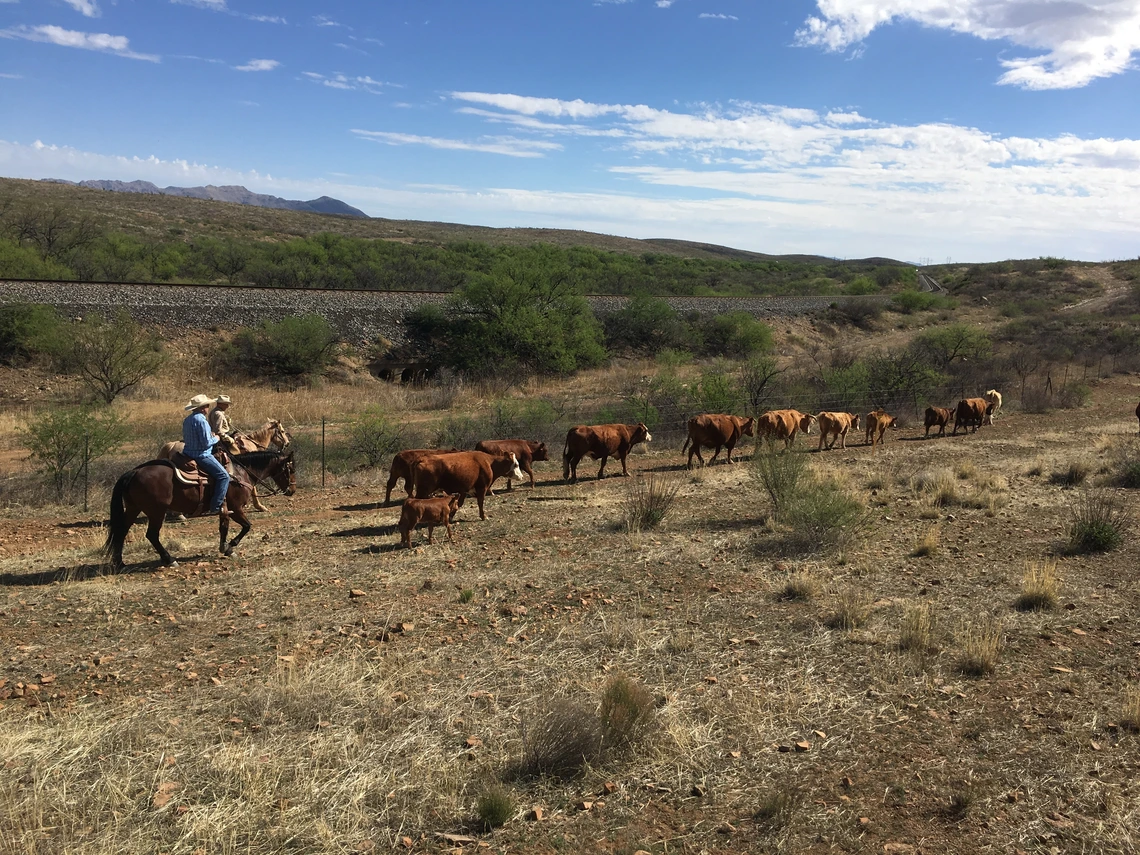 Two ranchers on horseback behind a strung out line of cattle rounding them up along a fence line