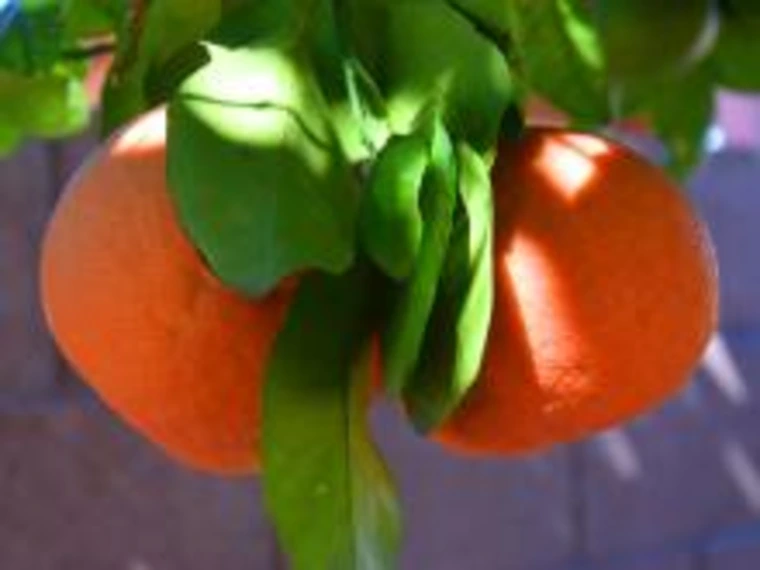 oranges on tree