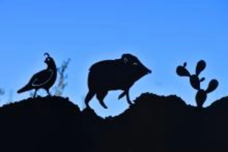 artwork of quail and cactus