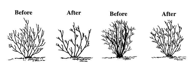 Illustration of selecting pruning