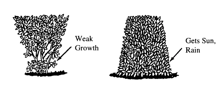 illustration of top of hedges