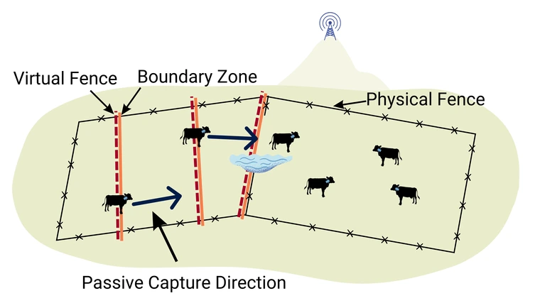 Conceptual model of a VF system used to influence livestock movement with passive capture. Virtual fence lines only deliver cues when animals attempt to enter an exclusion zone. This one-way functionality allows livestock to be grouped into a specific area based on their movements alone.