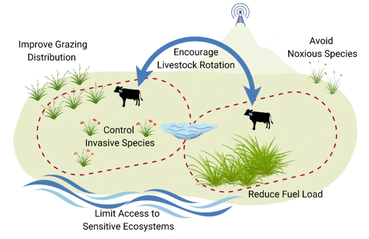 Conceptual model of the applications of VF.