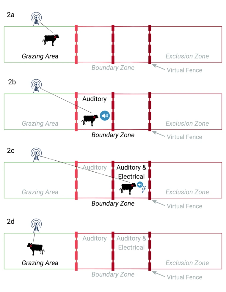 Conceptual model of livestock interactions with a virtual fence boundary zone.